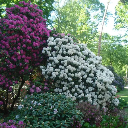 Windrose 26 - Am Rhododendronpark *